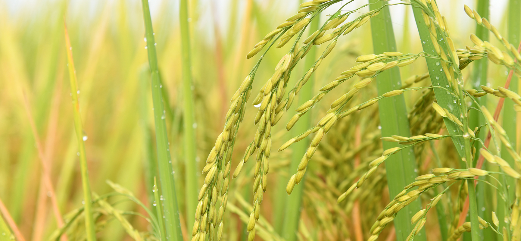 Close up of a paddy plantation with morning dew droplets.