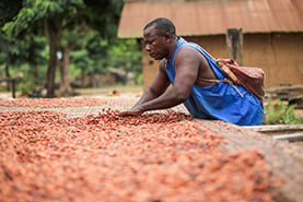 cocoa planters in Africa