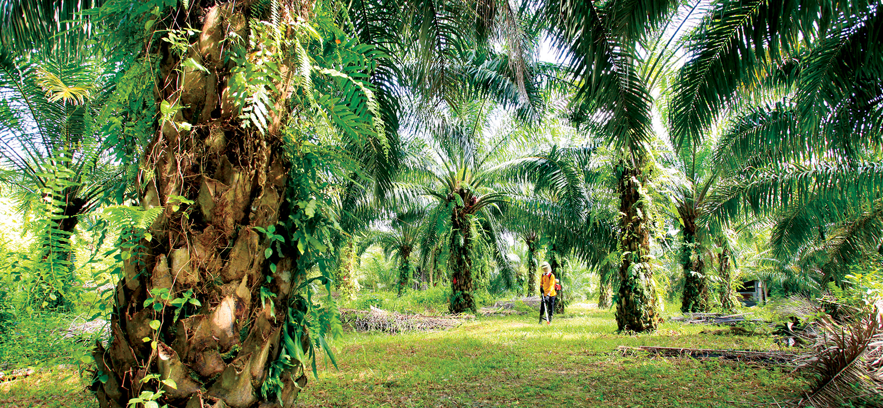 Sunny day in a palm oil plantation field.