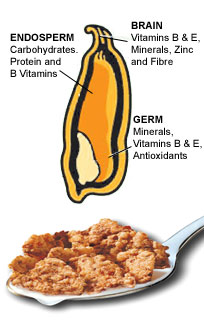 What is a WHOLE GRAIN