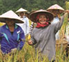 Contract Farming Scheme: Traditional Red Rice