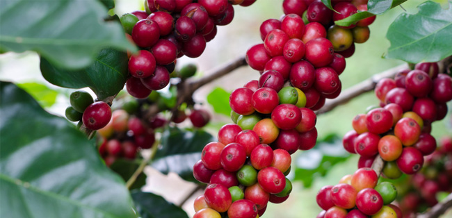 Coffee beans