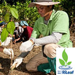 Nestlé Project RiLeaf: Riparian Reforestation and Oil Palm Sustainability Initiative