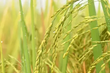 Close up of a paddy plantation with morning dew droplets.