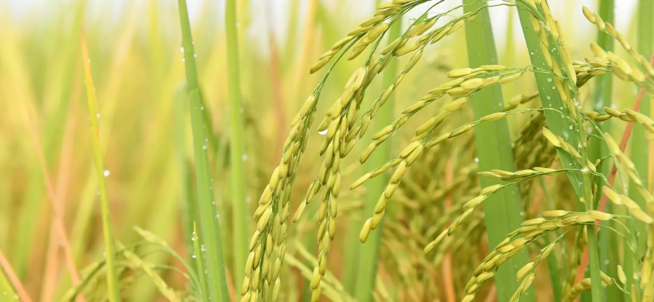 Close up of a paddy plantation with morning dew droplets.