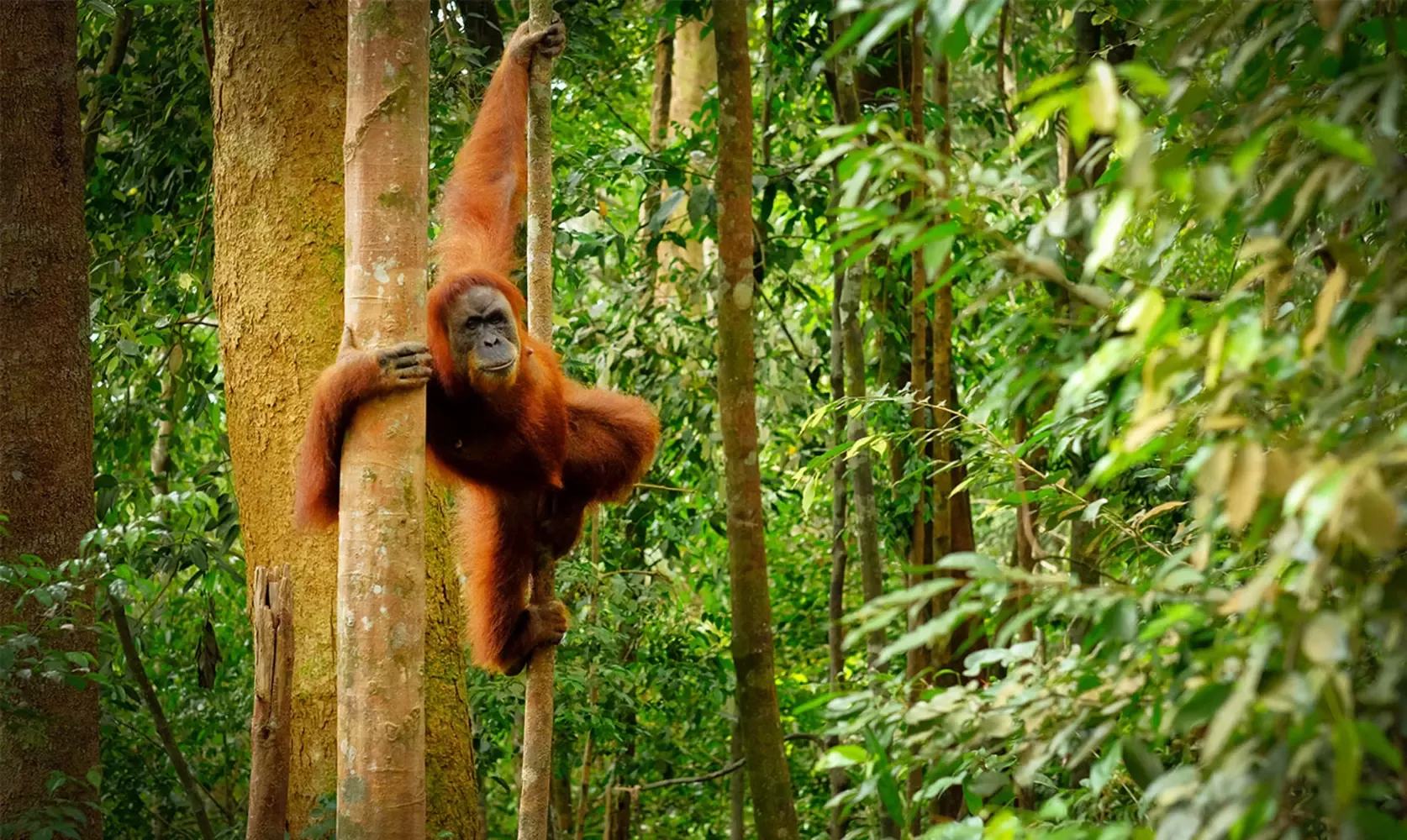 An orangutan hanging in a tree in a tropical jungle